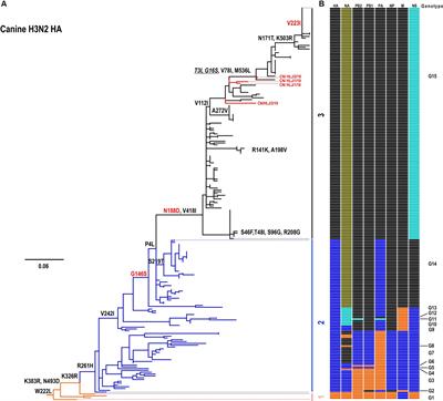 The V223I substitution in hemagglutinin reduces the binding affinity to human-type receptors while enhancing the thermal stability of the H3N2 canine influenza virus